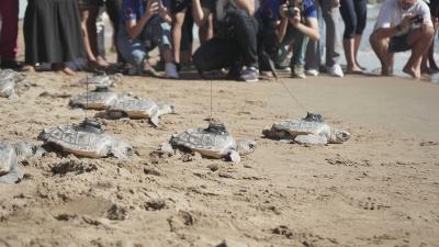 Les catorze tortugues del niu del Puig tornen a la mar després d’un any a l’Oceanogràfic de la ...